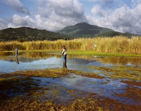 SULTAN_Corte_Madera_Marsh_HL_2009_2000px-1200x943
